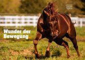 Quarter Horse Journal 08/2025 – Bild 5