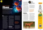 Quarter Horse Journal 10/2025 – Bild 7