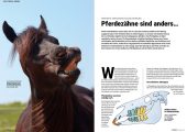 PFERDE fit & vital 02/2025 – Bild 4