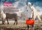 PFERDE fit & vital 02/2025 – Bild 5