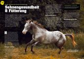Quarter Horse Journal 11/2025 – Bild 6