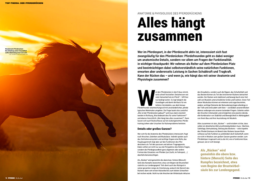 PFERDE fit & vital 02/2026 – Bild 4