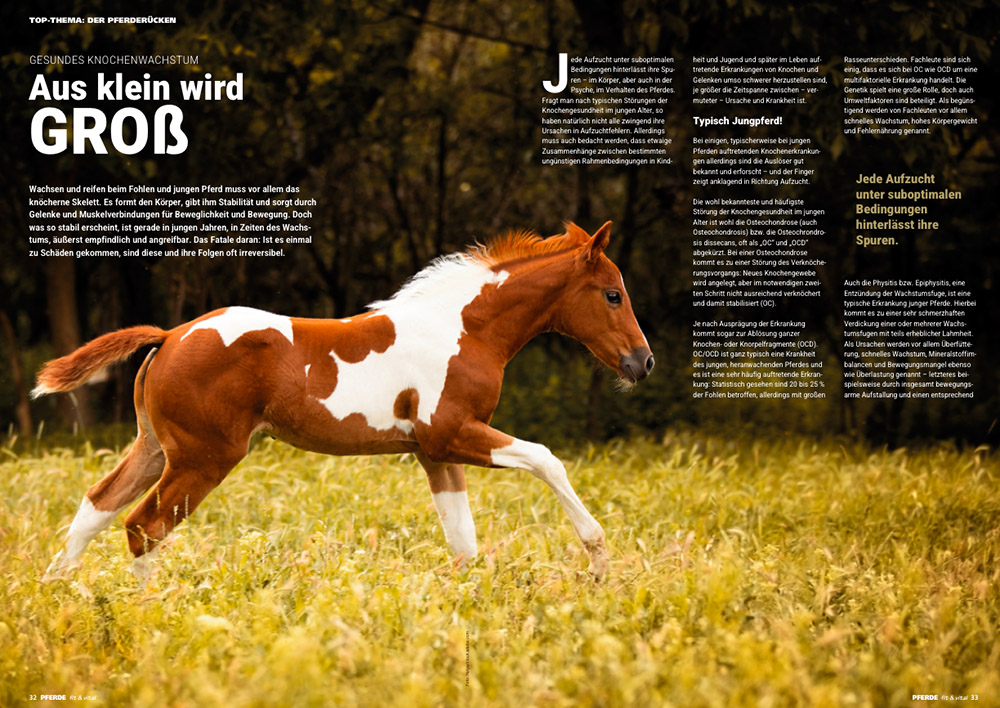 PFERDE fit & vital 02/2026 – Bild 6